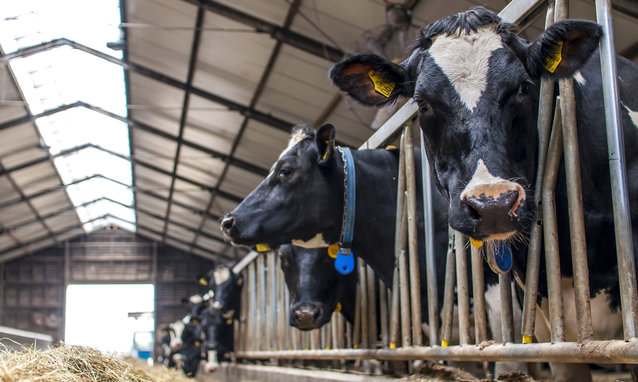 Cows in a stable