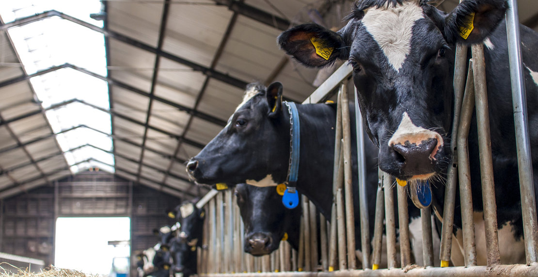 Cows in a stable