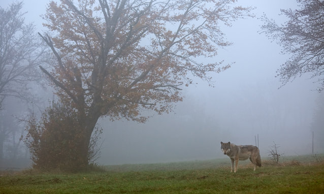 European gray wolf