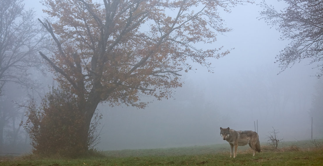 European gray wolf