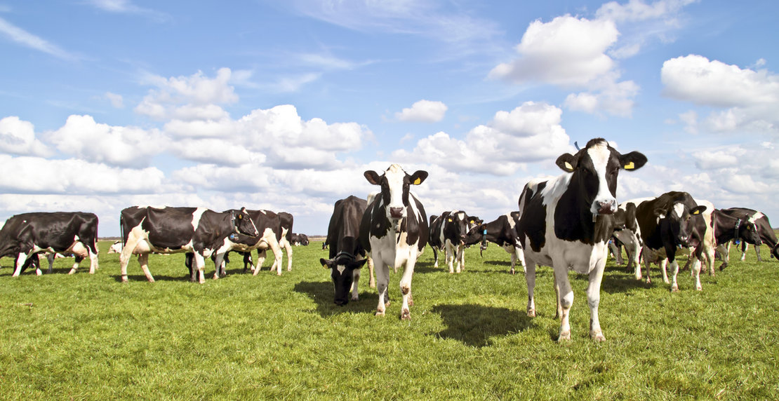 Cows in the countryside from Netherlands