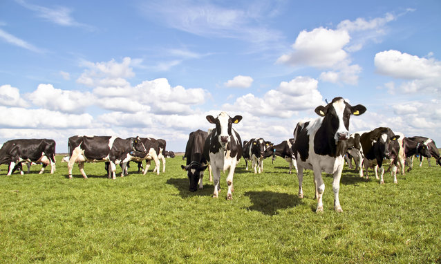 Cows in the countryside from Netherlands